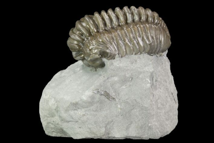 Flexicalymene Trilobite - Ohio #95817